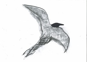 doris 'bird in flight'